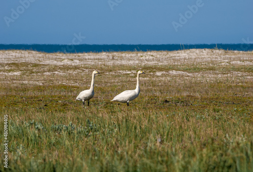 Bewick's Swans (Cygnus bewickii) in Barents Sea coastal area, Russia