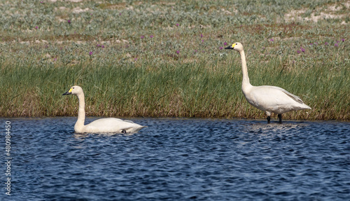 Bewick s Swans  Cygnus bewickii  in Barents Sea coastal area  Russia