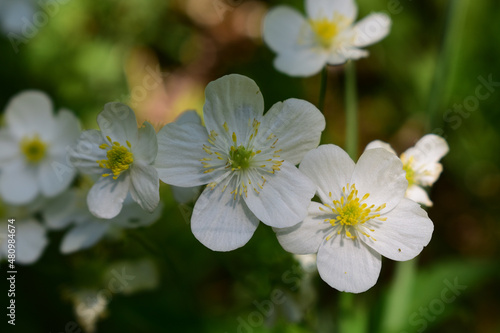 Weißer, montaner Hahnenfuß, Ranunculus in Sonne und Schatten