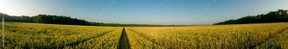 Panorama of wheat field. Sunny day and green trees on the background. Panorama of wheat field. Sunny day and green trees on the background.