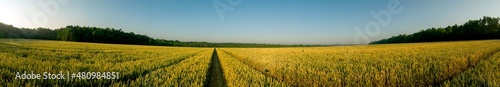 Panorama of wheat field. Sunny day and green trees on the background.