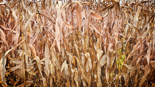 Maisfeld, Goldmais