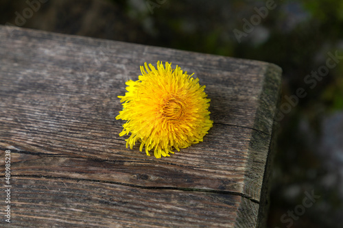 Löwenzahn Blume auf Holzbank