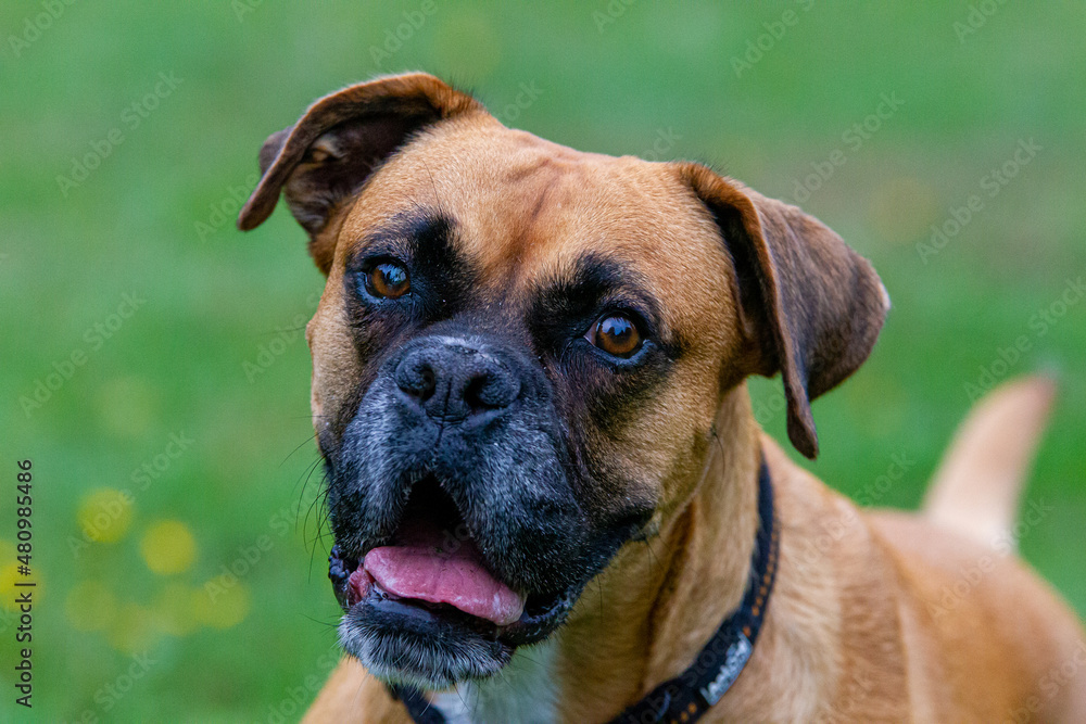 Fototapeta premium Hundeprotrait eines starken Boxer Rüden