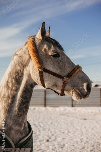close-up portrait of a graceful adult horse that looks away
