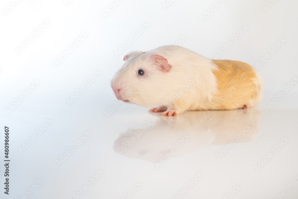 White Guinea pig isolated on a white background. Domestic guinea pig. White Guinea pig isolated on a white background. Domestic guinea pig.