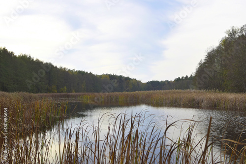 Fototapeta Naklejka Na Ścianę i Meble -  Las przy stawie