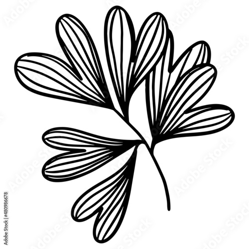 Fototapeta Naklejka Na Ścianę i Meble -  Leaf Hand drawn, doodle elements