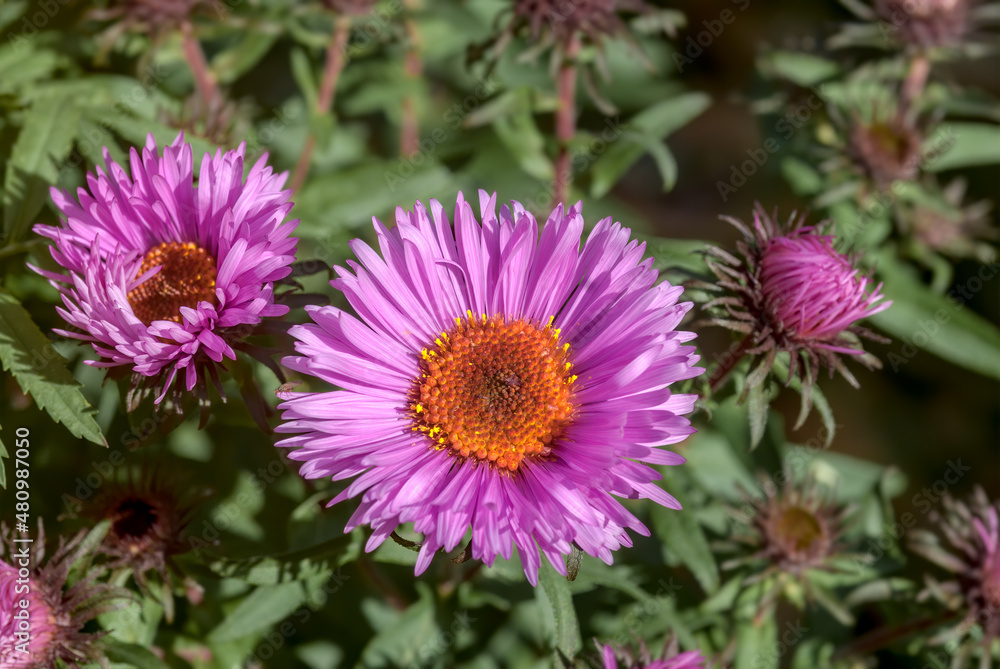 New England Aster (Symphyotrichum novae-angliae) in garden New England Aster (Symphyotrichum novae-angliae) in garden
