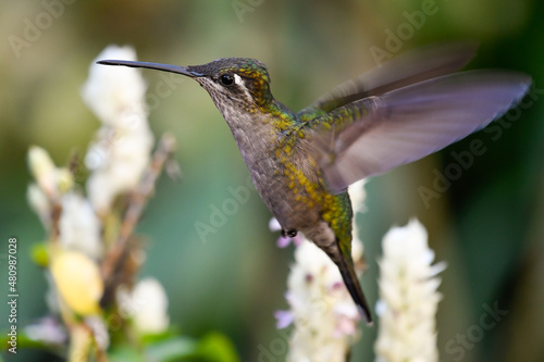 Female Rivoli's Hummingbird (Eugenes fulgens) flying in front of Justicia betonica flowers