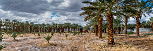 Panorama. Maintenance for plantation of date palms. Image depicts healthy foo...