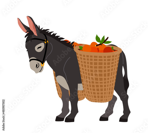 Cute grey donkey with baskets of oranges. Cargo transportation. Color vector illustration isolated on a white background in a cartoon and flat design.