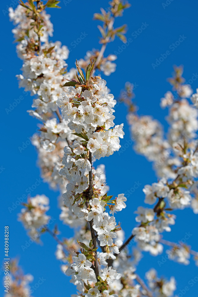 Blühender Kirsche, Prunus avium, im Frühling Blühender Kirsche, Prunus avium, im Frühling