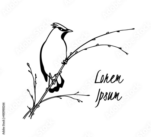Vector card with hand drawn cute Waxwing sitting on a tree branch. Ink drawing, graphic style. Beautiful animal design elements.