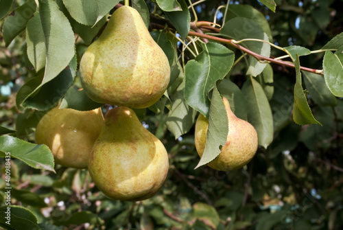 European Pear (Pyrus communis) in orchard