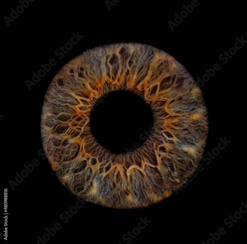 Iris