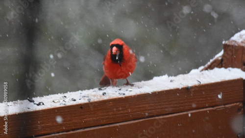 Cardinals and others Eating in the Snow