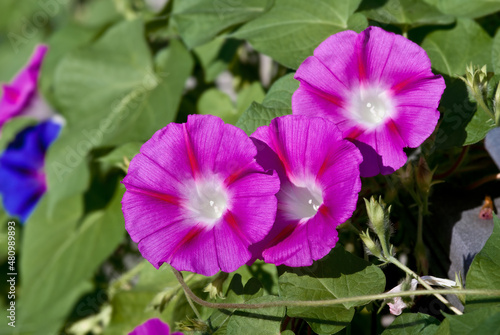 Purple Morning Glory (Ipomoea purpurea) in garden