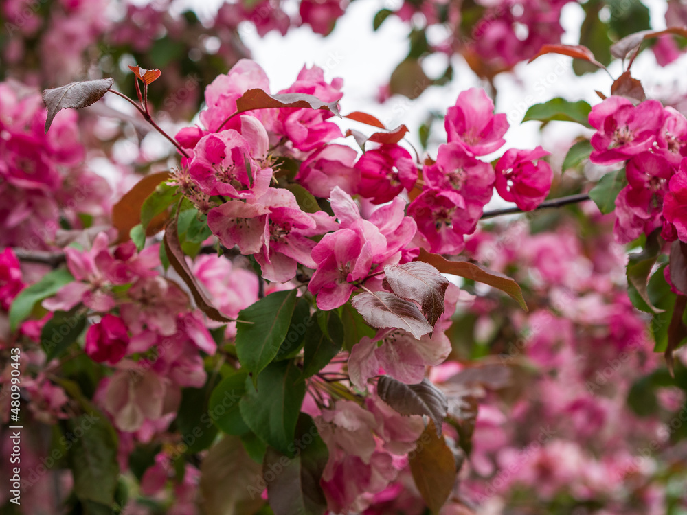 Flowers in the spring series: plum blossoms in spring, it is the only remaining last winter flower. red plum blossom. Flowers in the spring series: plum blossoms in spring, it is the only remaining last winter flower. red plum blossom.