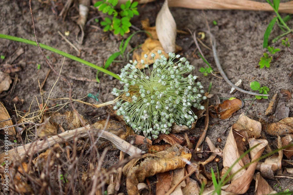 A leek flower drying on the ground. A leek flower drying on the ground.