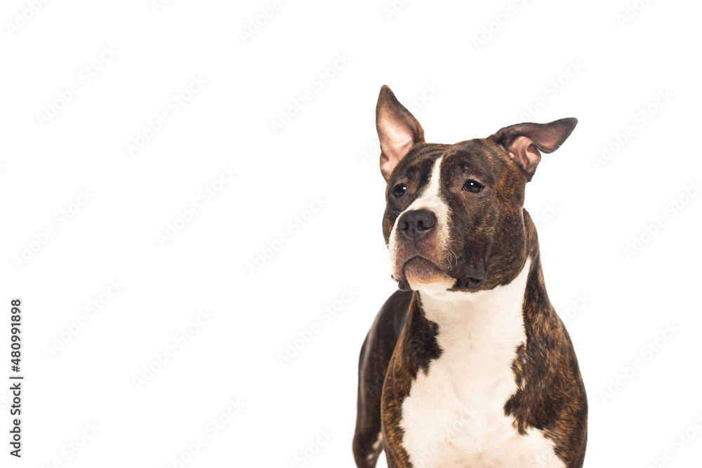 purebred american staffordshire terrier looking away isolated on white.