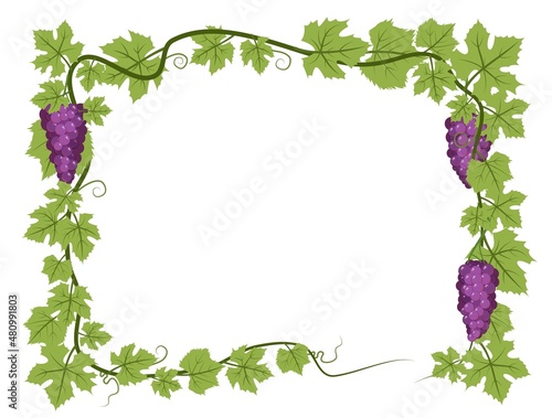 Rectangular Frame. Vine with foliage and bunches of grapes. Viticulture and farming. Branches with berries on a dense bush. Young vineyard. Sweet autumn harvest. Isolated on white background. Vector.