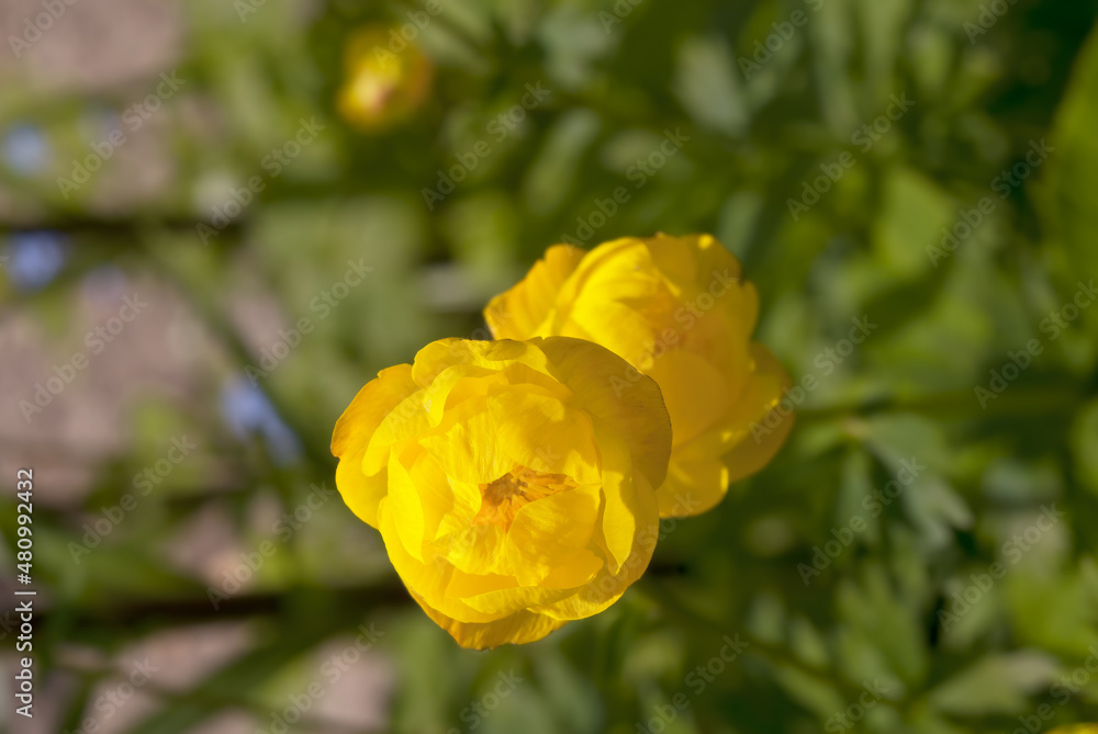 Globe-flower (Trollius europaeus) in garden Globe-flower (Trollius europaeus) in garden