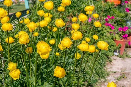 Globe-flower (Trollius europaeus) in garden
