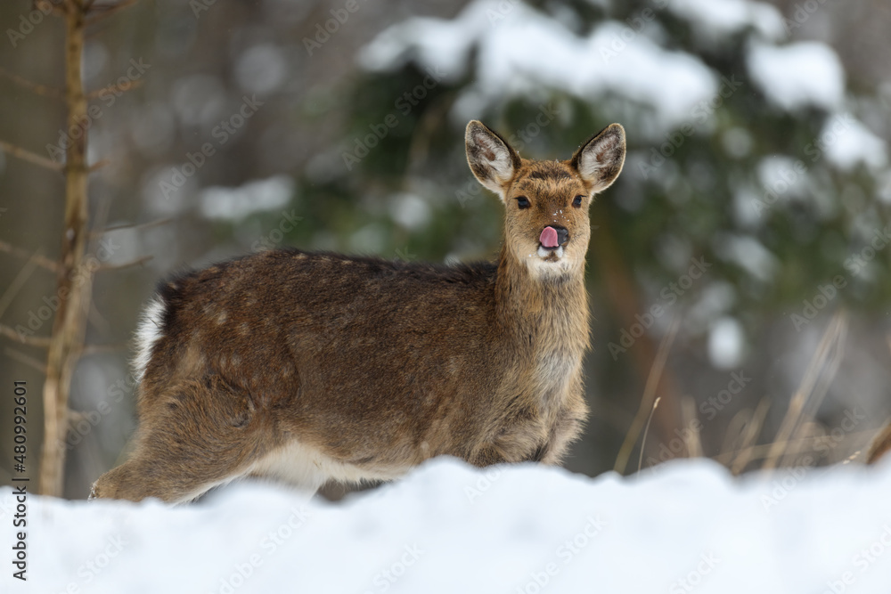 Female deer in the winter forest. Animal in natural habitat Female deer in the winter forest. Animal in natural habitat
