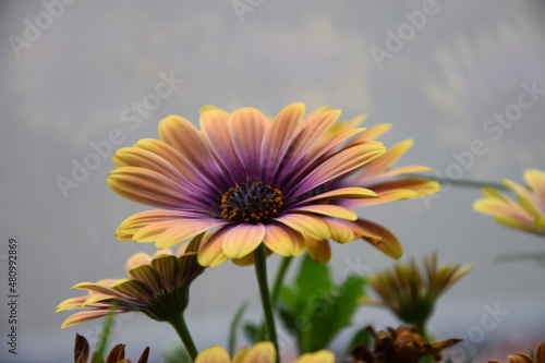 Blumen Gerbera