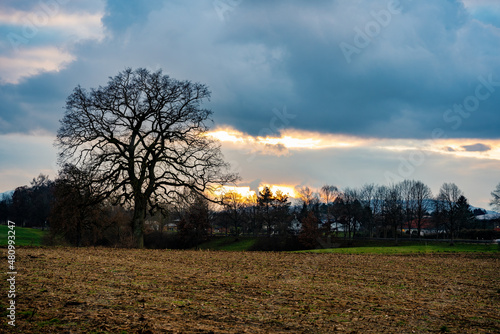 Sonnenuntergang, Bäume, Wald, Moor, Wolken, Himmel, Baum, Landschaft, Natur