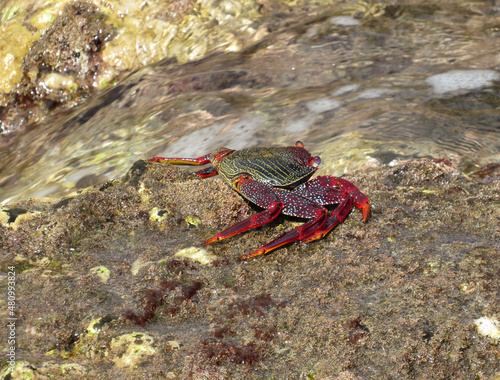 Moorish  Crab or Red Crab.  Grapsus adscensionis . Tenerife Island. Canary Islands. Spain. 