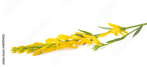 Fotografi Dyer's broom flowers