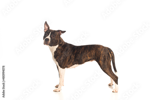 american staffordshire terrier standing isolated on white.