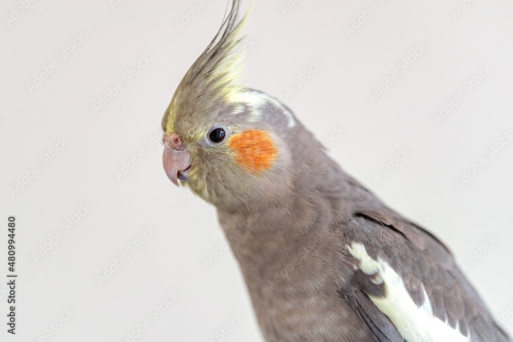 close up of a cockatiel close up of a cockatiel