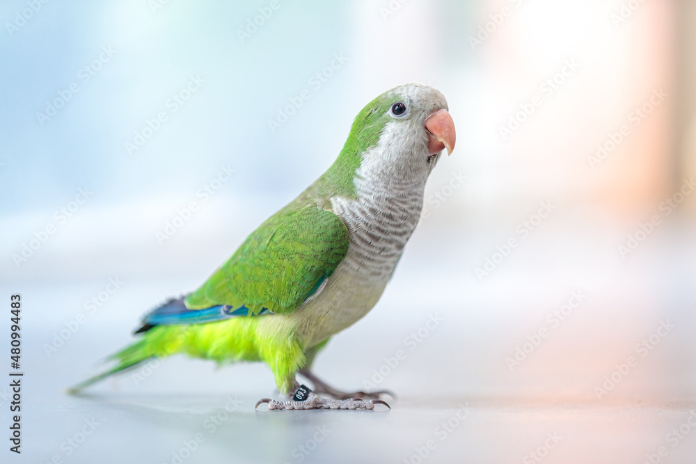 close up of a Quaker parrot