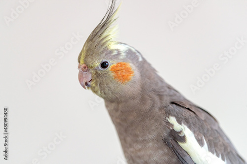 close up of a cockatiel