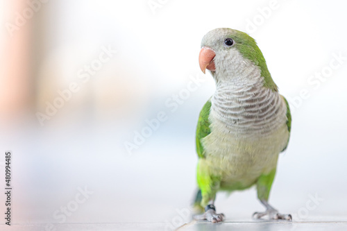 close up of a Quaker parrot photo