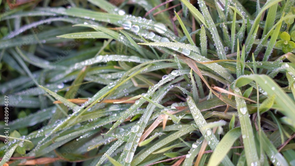 dew drops on blades of green grass in the morning after the night frost thaws - awakening of nature and sustainable environment dew drops on blades of green grass in the morning after the night frost thaws - awakening of nature and sustainable environment