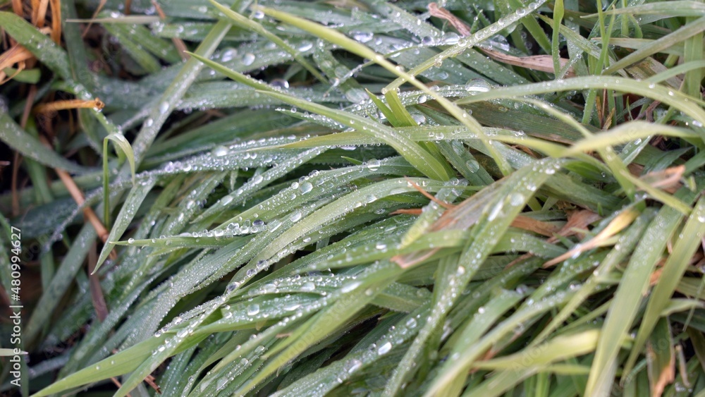 Obraz premium dew drops on blades of green grass in the morning after the night frost thaws - awakening of nature and sustainable environment 