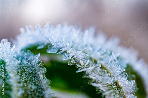 Frost ice crystals on a plant close-up. macro photography