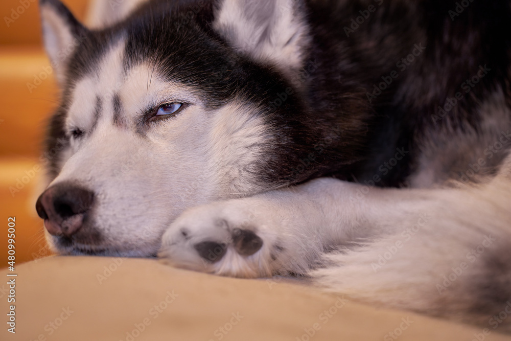 Husky dog sleeps curled up on the couch, close-up