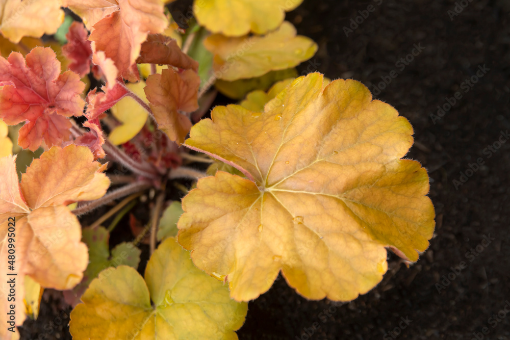 Beautiful orange heuchera leaves in the garden. Horticulture, perennial plants, landscape design. Beautiful orange heuchera leaves in the garden. Horticulture, perennial plants, landscape design.