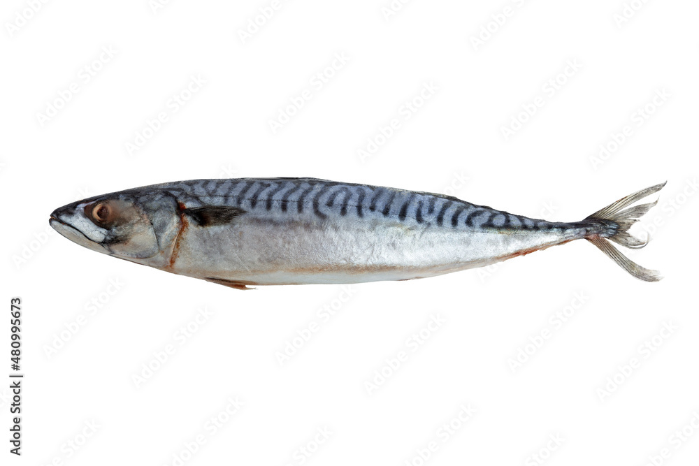 Fresh frozen mackerel. Raw fish. Healthy diet food. Isolated on white background. Close-up. Fresh frozen mackerel. Raw fish. Healthy diet food. Isolated on white background. Close-up.