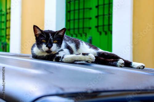 Stray Cat In San Juan Puerto Rico