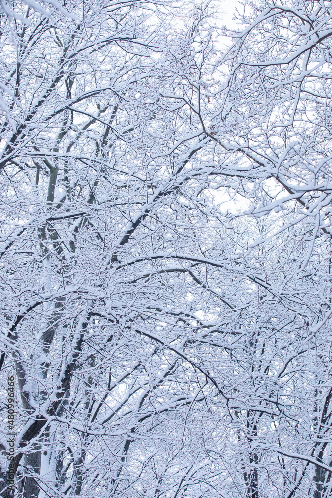 trees under the snow trees under the snow