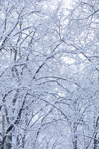 trees under the snow © Vera