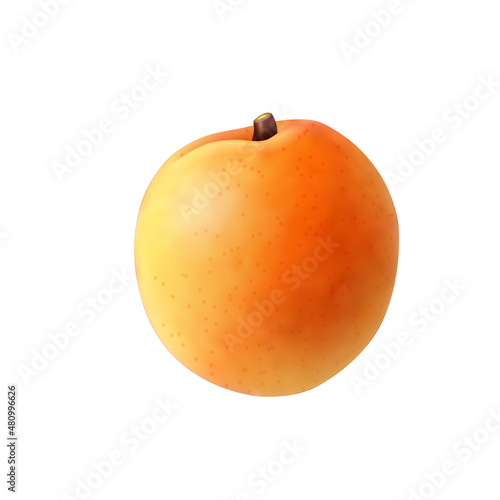Realistic Nectarine Illustration