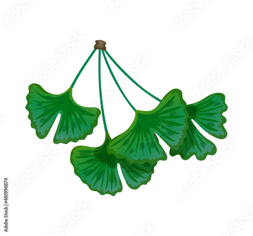 Ginkgo Biloba Leaves