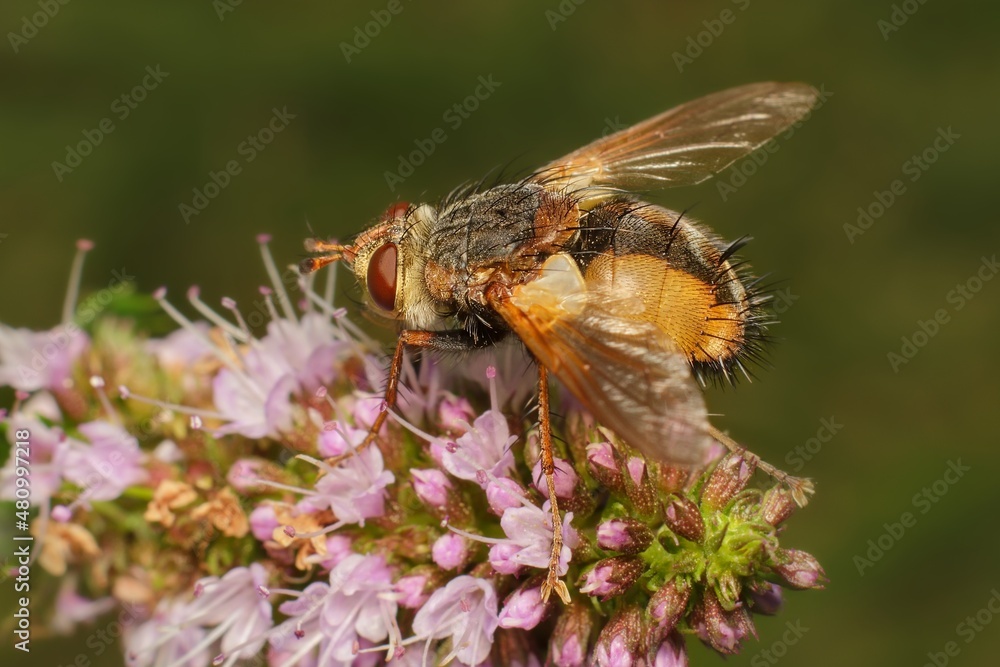 small colorful fly on a flower small colorful fly on a flower